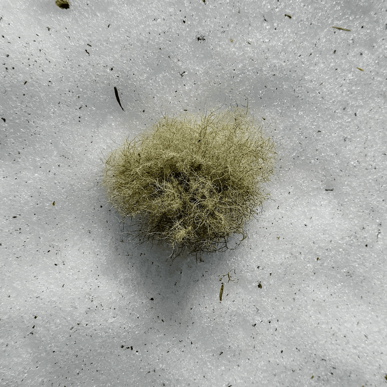 lichen on summer snow